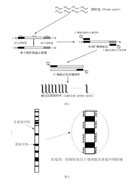 一种低成本的cbfb基因断裂快速检测探针及其制备方法和应用