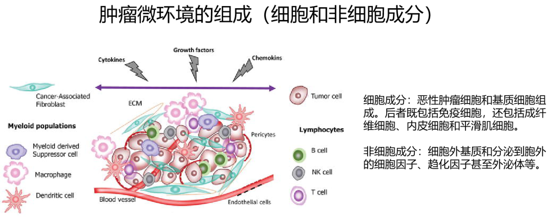 一般认为,肿瘤部位的炎症反应导致免疫细胞浸润,而被募集的免疫细胞