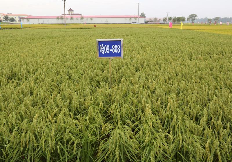 优质多抗香稻品种龙稻16的选育及推广