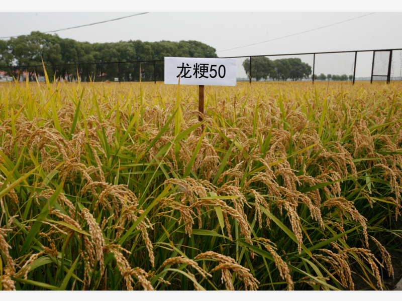 水稻品种龙粳3013图片