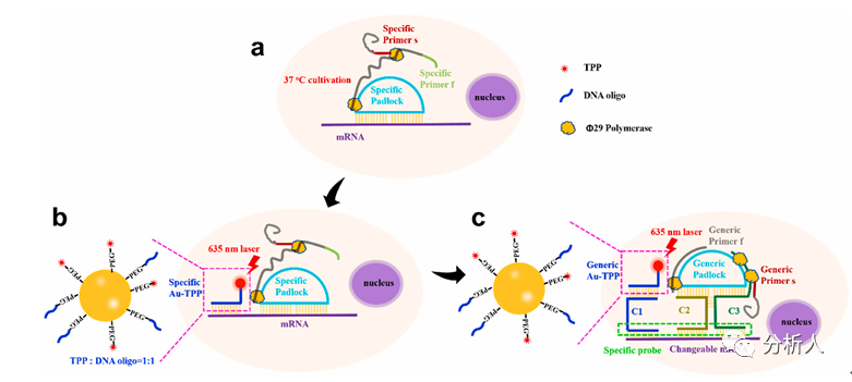 biosensorsandbioelectronics光熱介導的滾環擴增方法及其應用於細胞