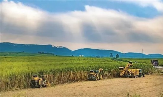 广西来宾市兴宾区凤凰镇黄安村“双高”糖料蔗基地里，收割机手正在机械化砍收糖蔗。