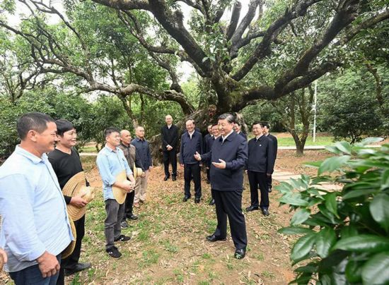 2023年4月11日，习近平总书记在广东茂名高州市根子镇柏桥村荔枝种植园，同现场技术人员亲切交流。