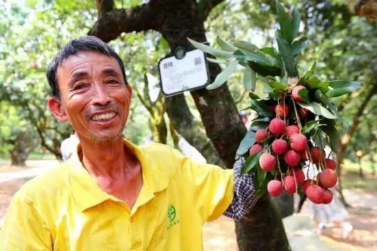 在广东茂名高州市根子镇柏桥村的荔枝种植园，一位果农展示从树龄约1300年的“天伦之乐”古树上采摘的荔枝。