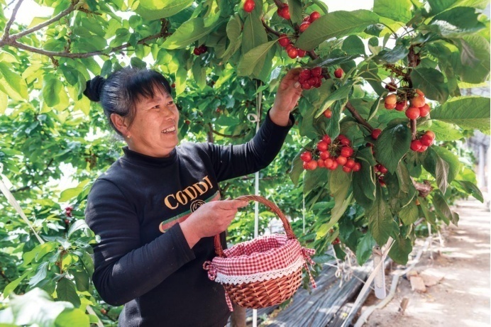 游客在乌兰浩特市葛根庙镇设施农业园区樱桃大棚里采摘